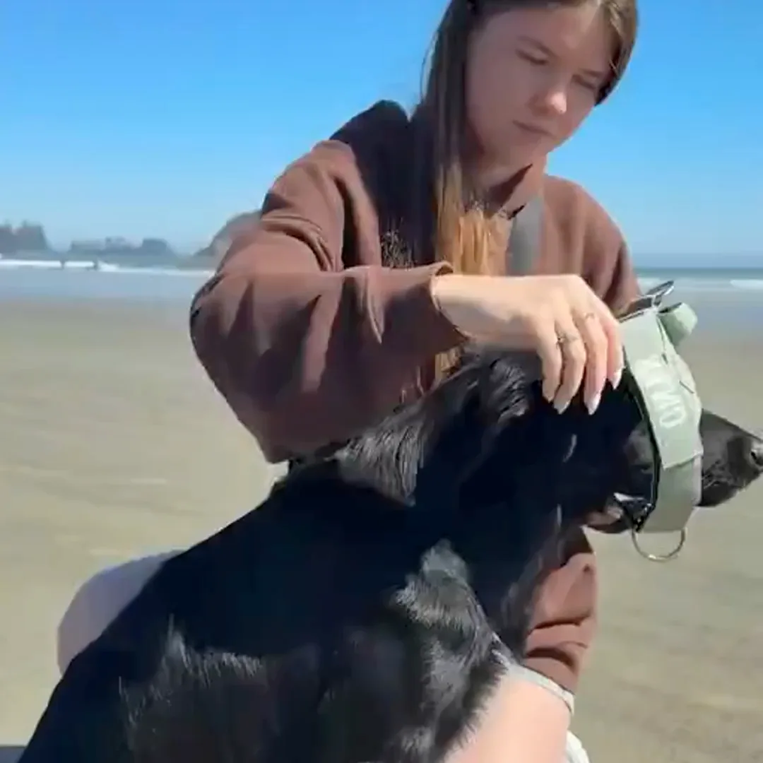Deux mains qui passent le harnais par-dessus la tête d’un chien et qui clipsent la boucle sur le côté