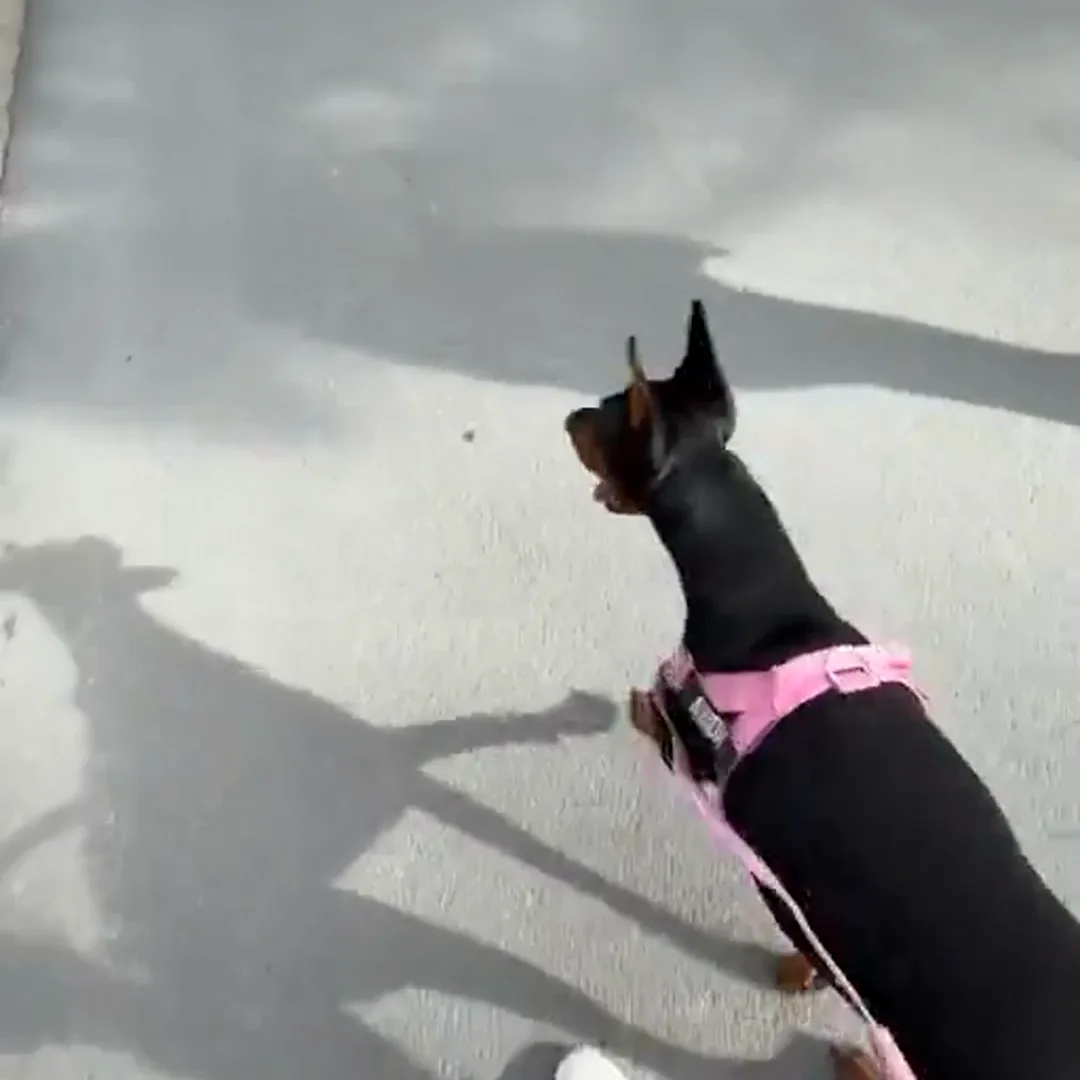 Un chien qui tire sur la laisse et qui se retourne vers son maître pendant que l’anneau avant encaisse la traction