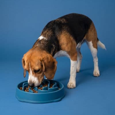 A separate slow feeder bowl