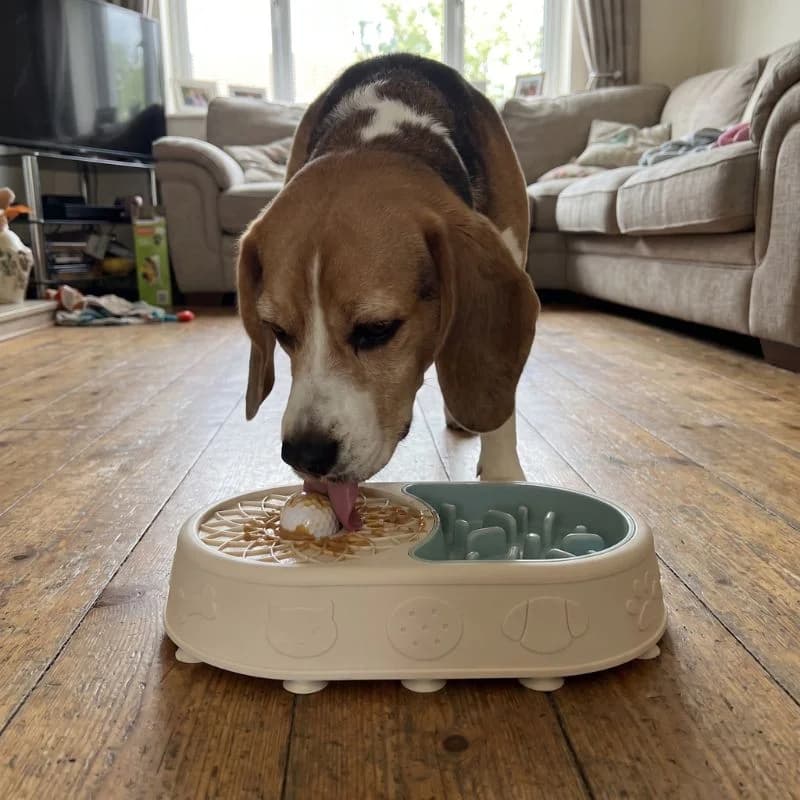 A beagle licking peanut butter off the rolling ball on the calming side of the bowl