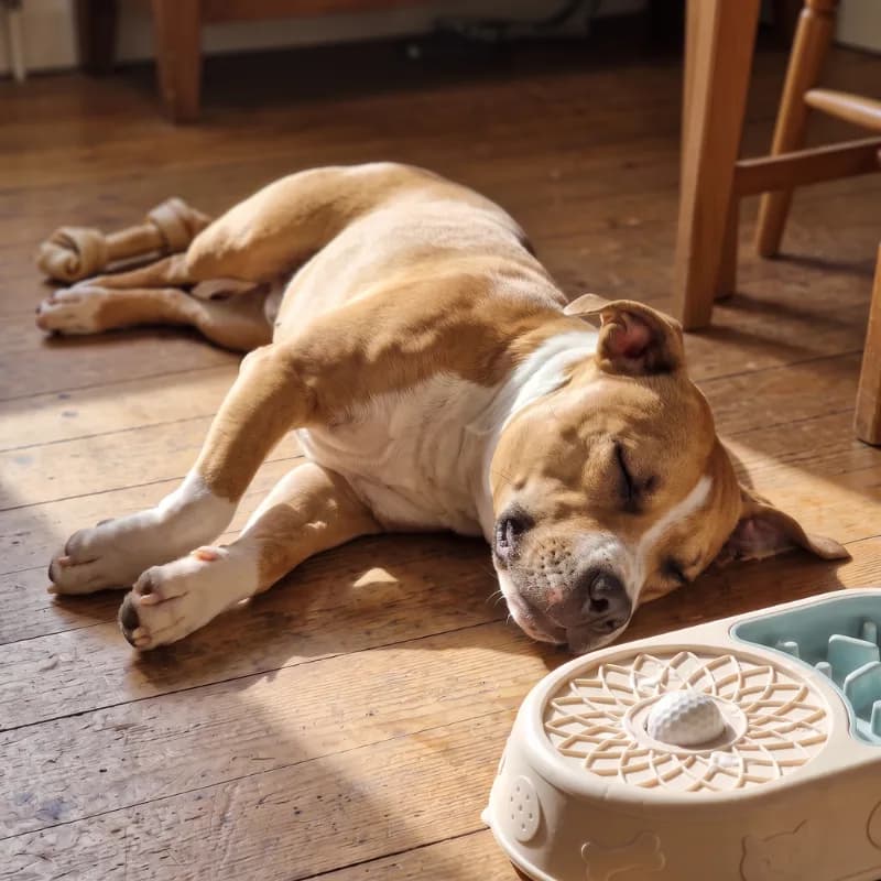 A dog resting calmly beside the bowl after licking it clean