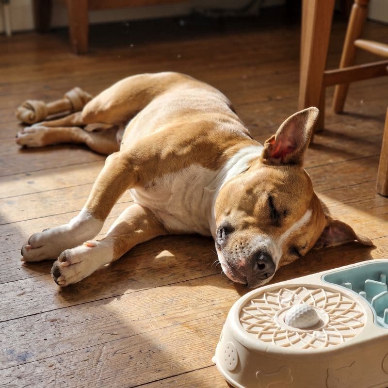 A dog napping contentedly on the floor beside the bowl after licking it clean