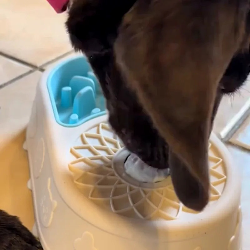 Un chien qui lèche la boule de la gamelle