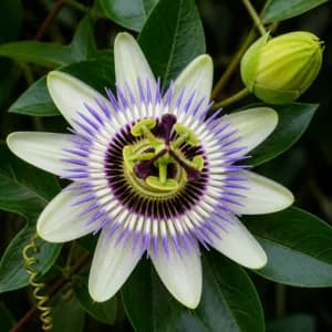 Passionflower