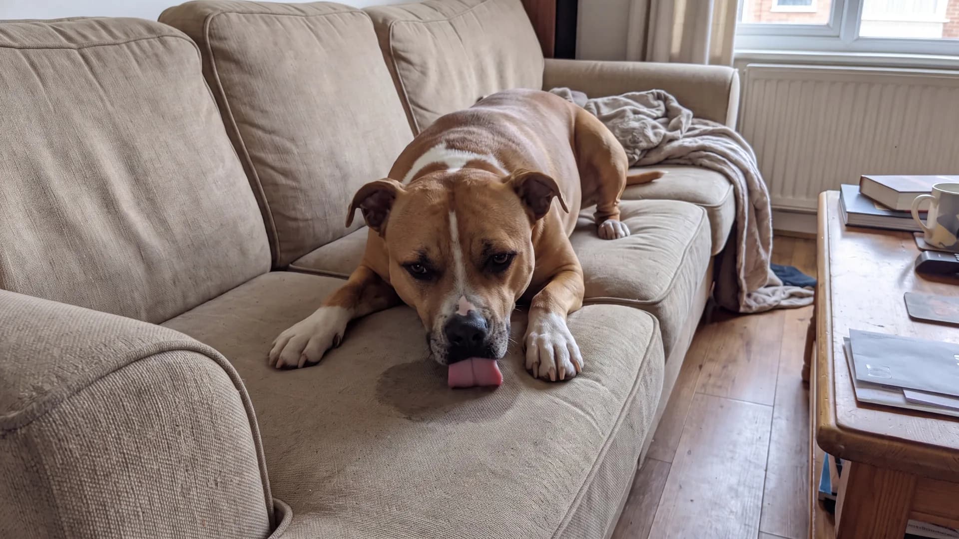 Ollie lying on the couch licking the seat cushion