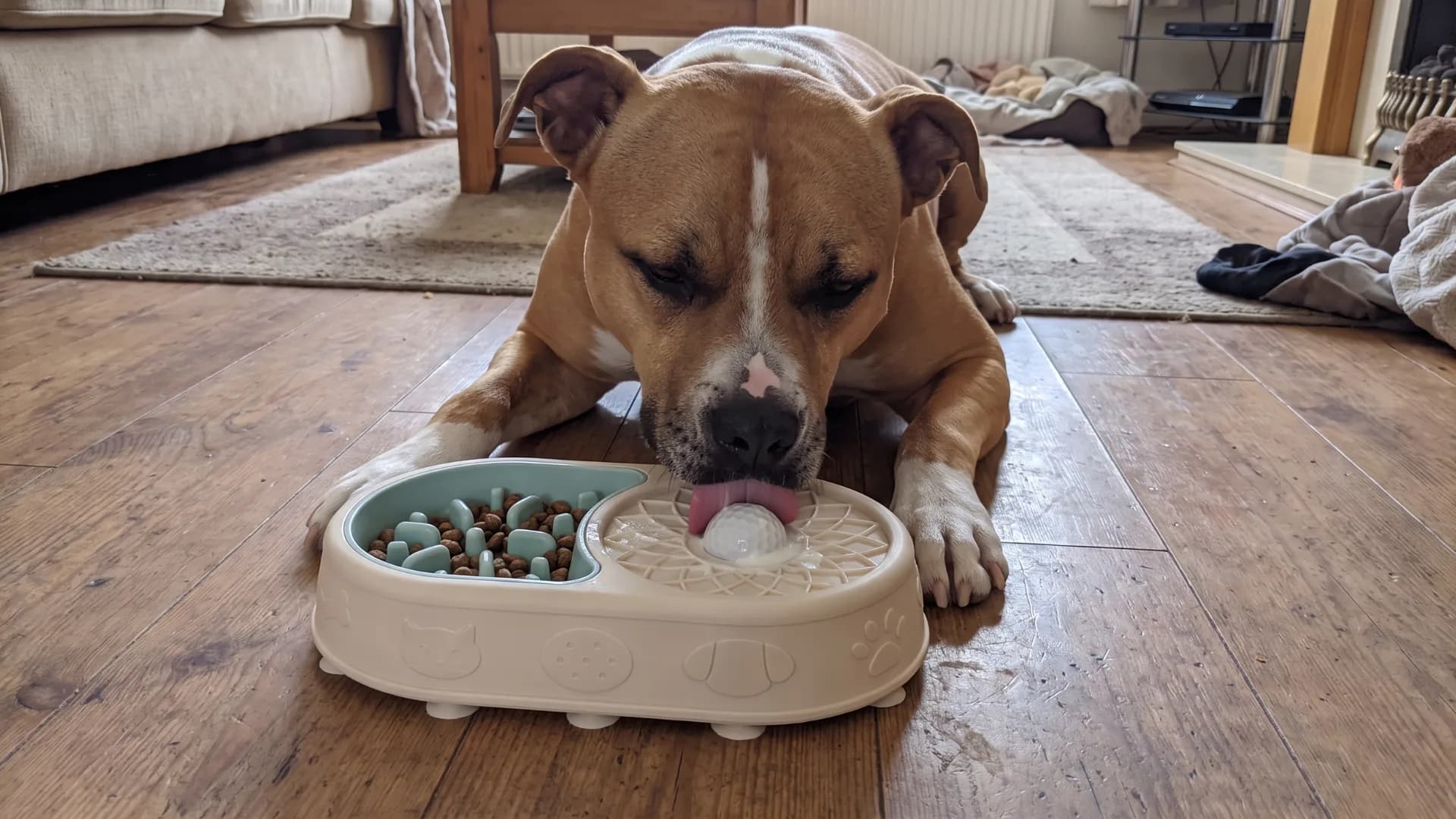 Ollie lying on the floor licking the ball on the Calming Bowl