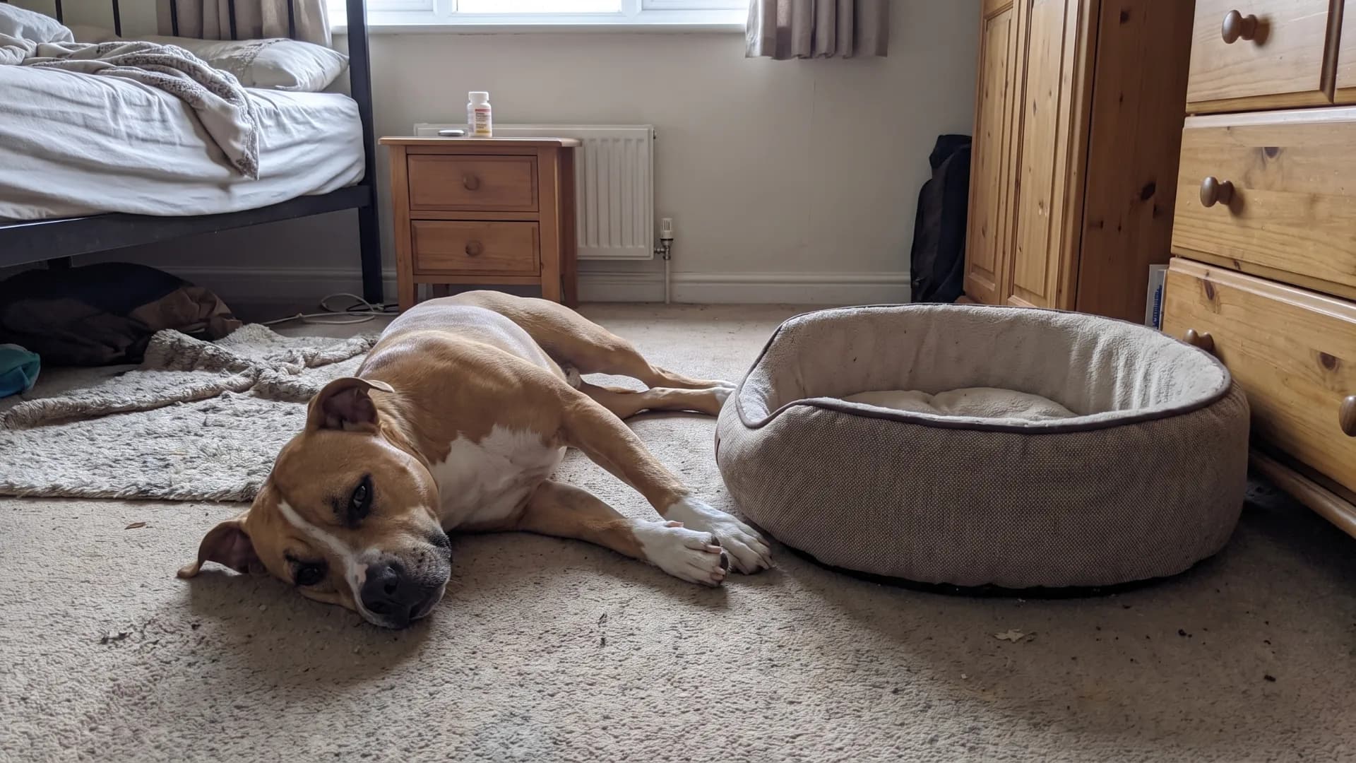 Ollie lying flat on the bedroom floor next to his empty dog bed