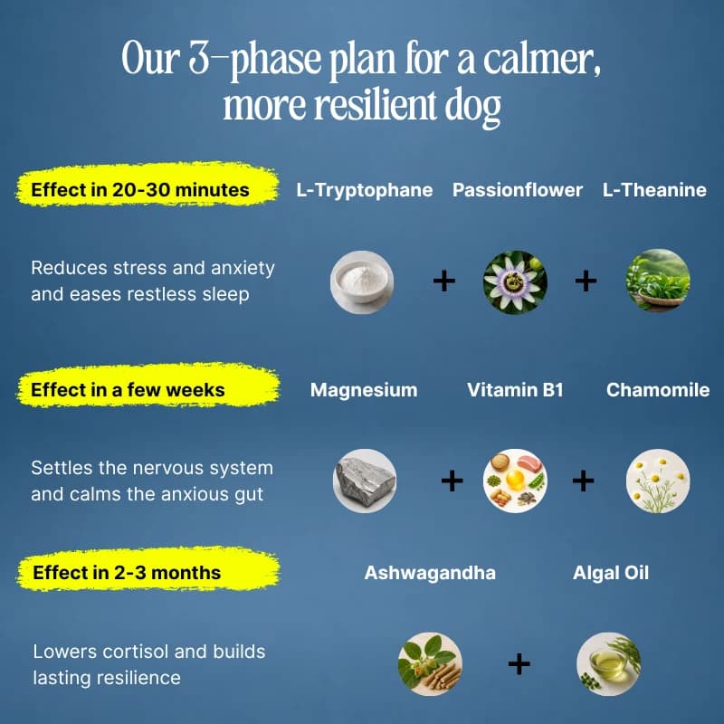 Our 3-phase approach to build your dog's stress resilience
