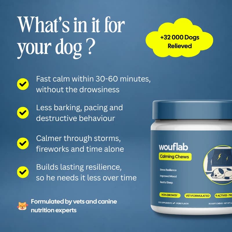 What's in it for your dog: key benefits of Wouflab Calming Chews