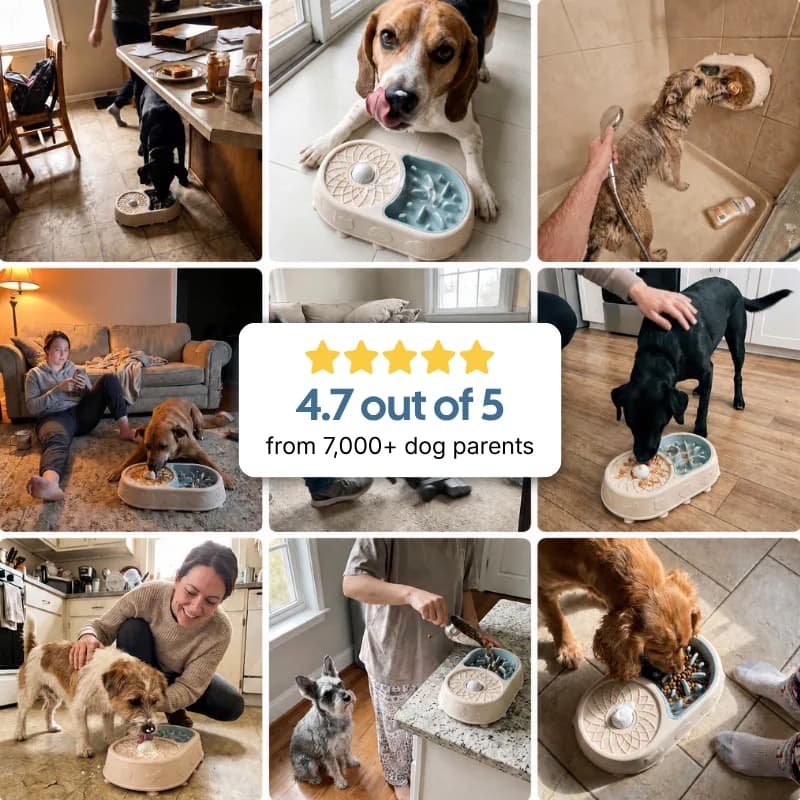 Nine dogs using the Calming Bowl in their own homes, rated 4.7 out of 5 by over 7,000 dog parents