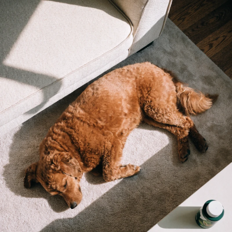Un goldendoodle endormi dans un rayon de soleil sur le tapis du salon après une séance de léchage