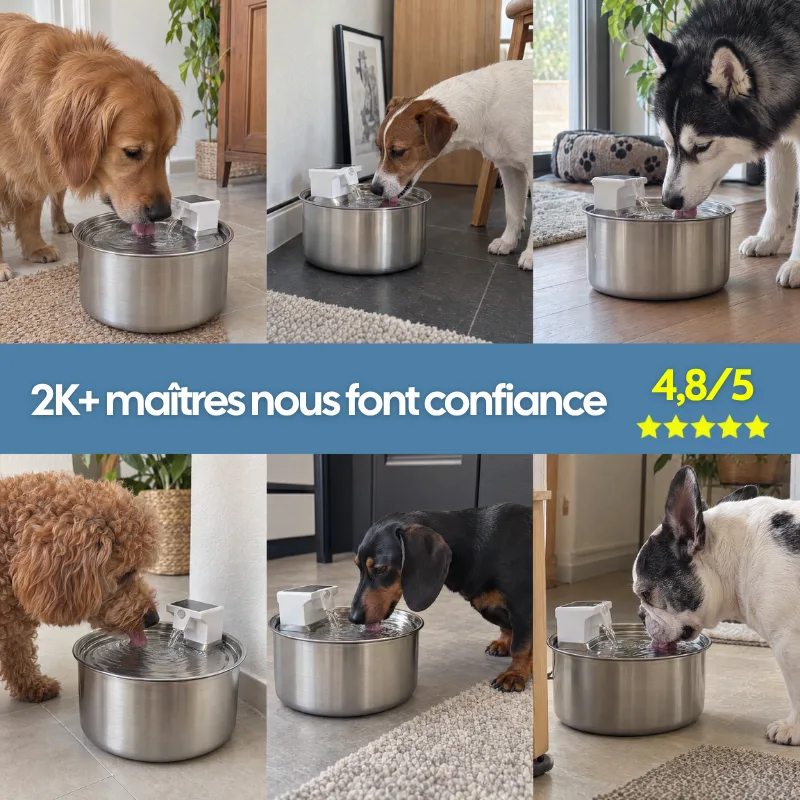 Six chiens de races différentes qui boivent à la fontaine chez eux, et la note de 4,8 sur 5