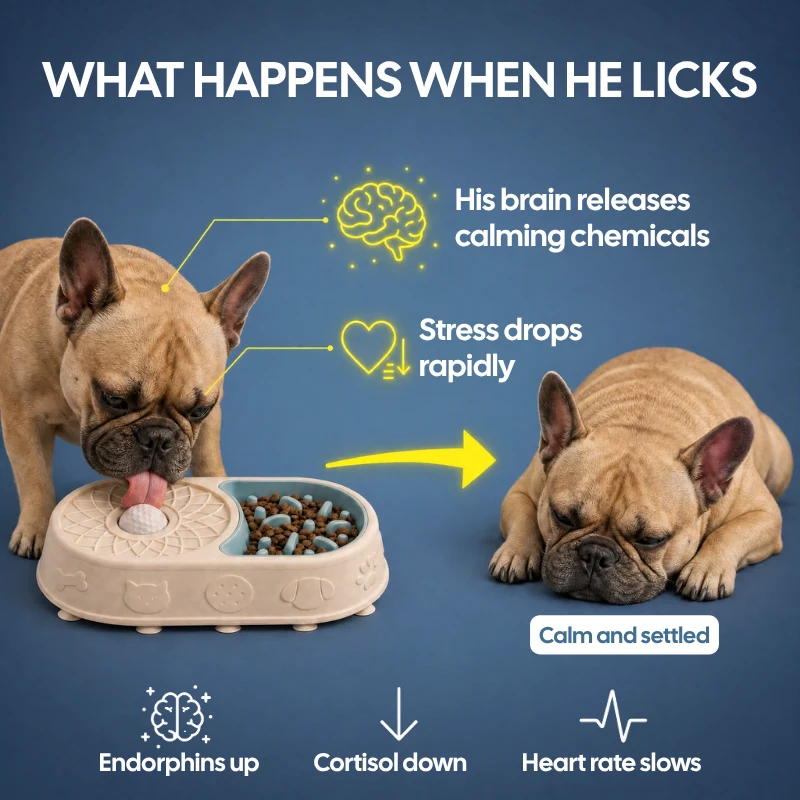 What happens when he licks: his brain releases calming chemicals, stress drops, and he settles